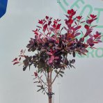 Škumpa vlasatá (Cotinus coggygria) ´ROYAL PURPLE´ - výška 100-120 cm, kont. C5L - NA KMIENKU